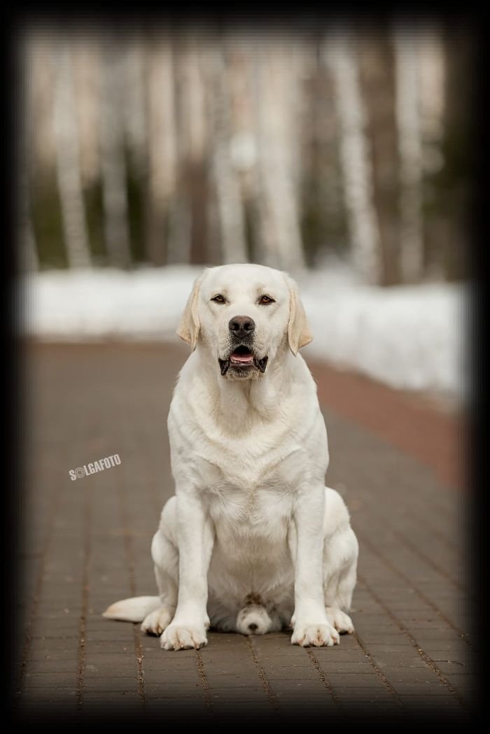 DogsIndia.com - Labrador Retriever - Rangehill Labradors - Brijesh