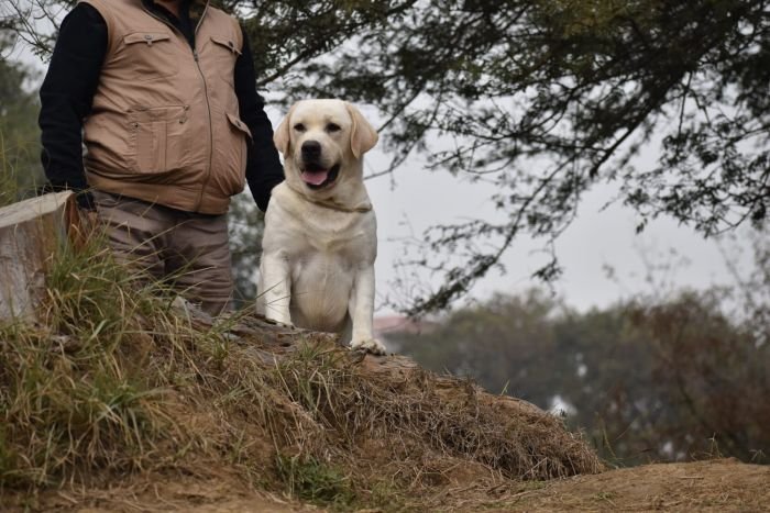 DogsIndia.com - Labrador Retriever - Rangehill Labradors - Brijesh