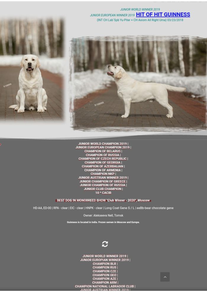DogsIndia.com - Labrador Retriever - Rangehill Labradors - Brijesh