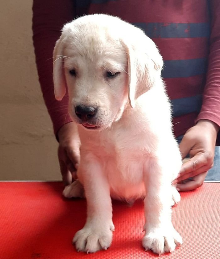 DogsIndia.com - Labrador Retriever - Rangehill Labradors - Brijesh