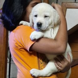 DogsIndia.com - Labrador Retriever - Rangehill Labradors - Brijesh