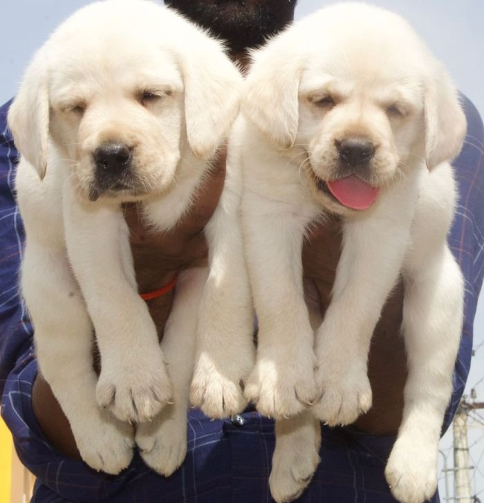 DogsIndia.com - Labrador Retriever - Crossfield's