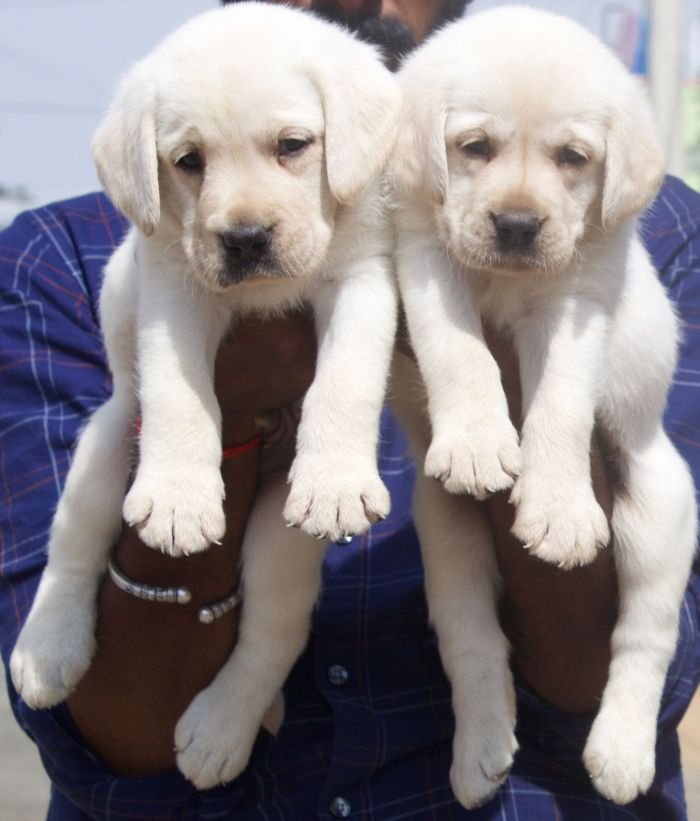 DogsIndia.com - Labrador Retriever - Crossfield's