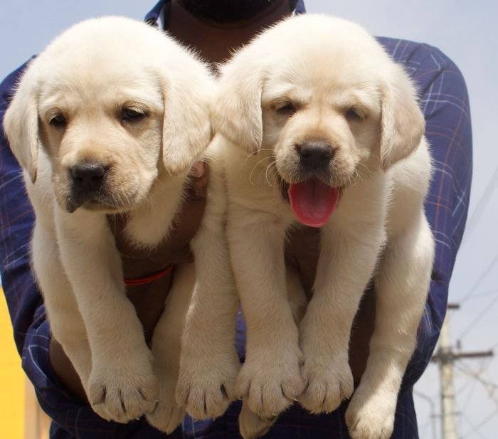 DogsIndia.com - Labrador Retriever - Crossfield's