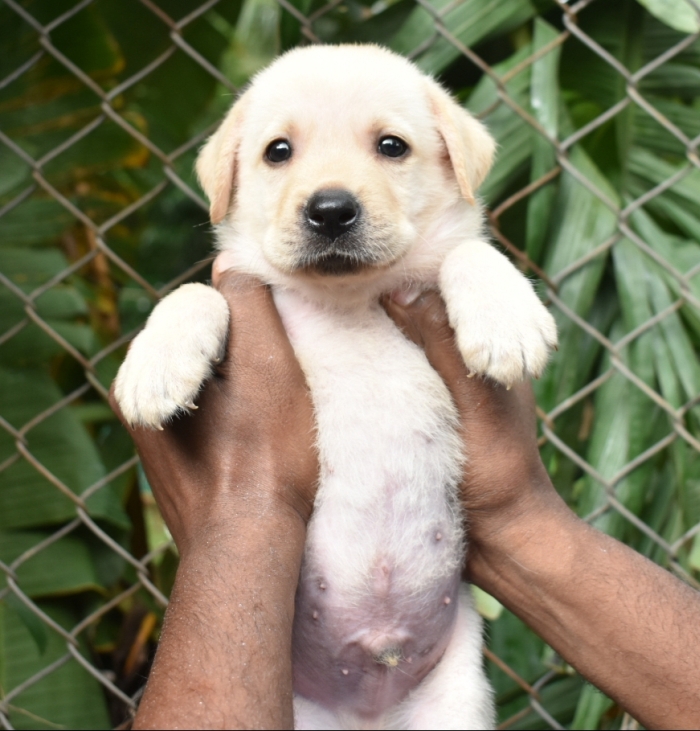 DogsIndia.com - Labrador Retriever - Derick