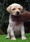 DogsIndia.com - Labrador Retriever - Derick