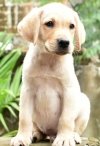 DogsIndia.com - Labrador Retriever - Derick