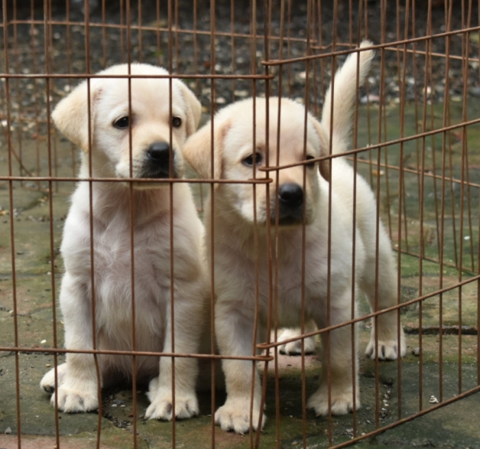 DogsIndia.com - Labrador Retriever - Derick
