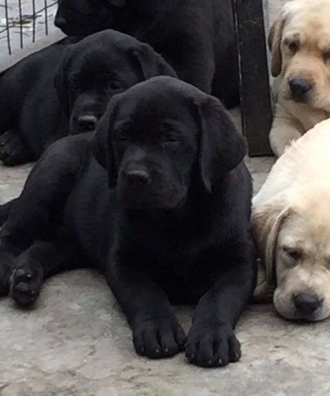 DogsIndia.com - Labrador Retriever - Kasmanda Kennel