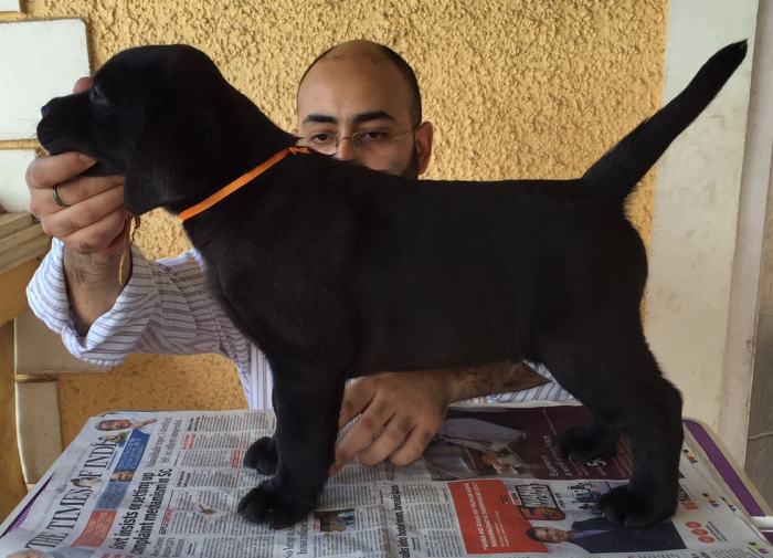 DogsIndia.com - Labrador Retriever - Kasmanda Kennel
