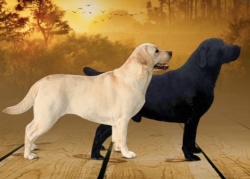 DogsIndia.com - Labrador Retriever - Kasmanda Kennel