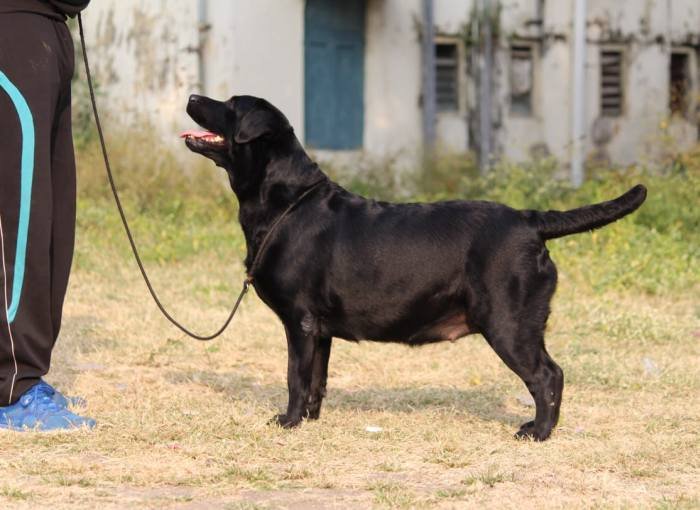 DogsIndia.com - Labrador Retriever - Gauravpan D Labradors