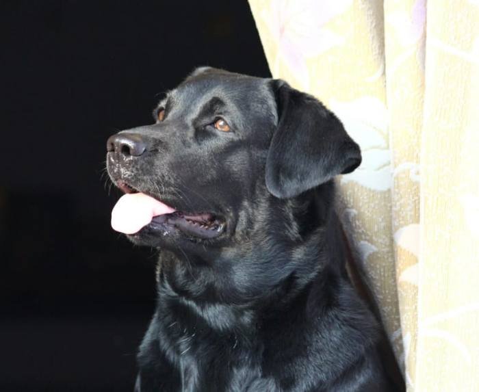 DogsIndia.com - Labrador Retriever - Gauravpan D Labradors