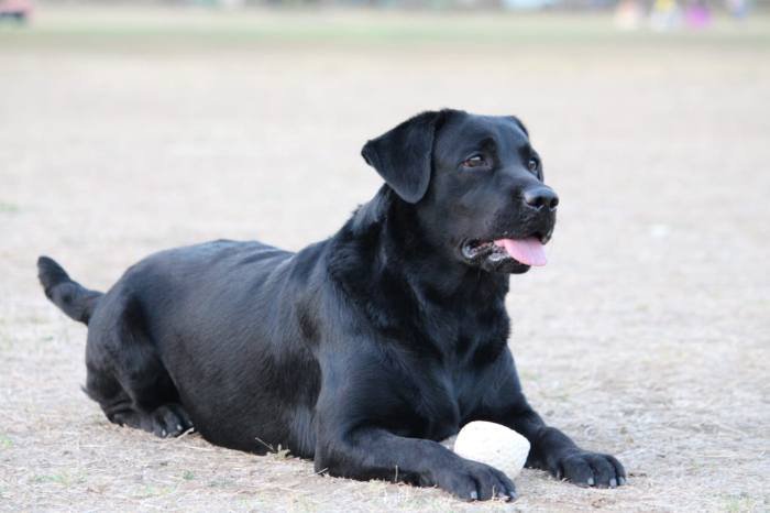 DogsIndia.com - Labrador Retriever - Gauravpan D Labradors