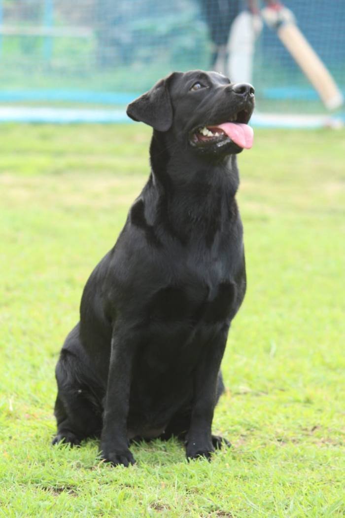DogsIndia.com - Labrador Retriever - Gauravpan D Labradors