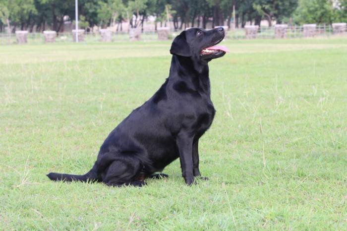 DogsIndia.com - Labrador Retriever - Gauravpan D Labradors