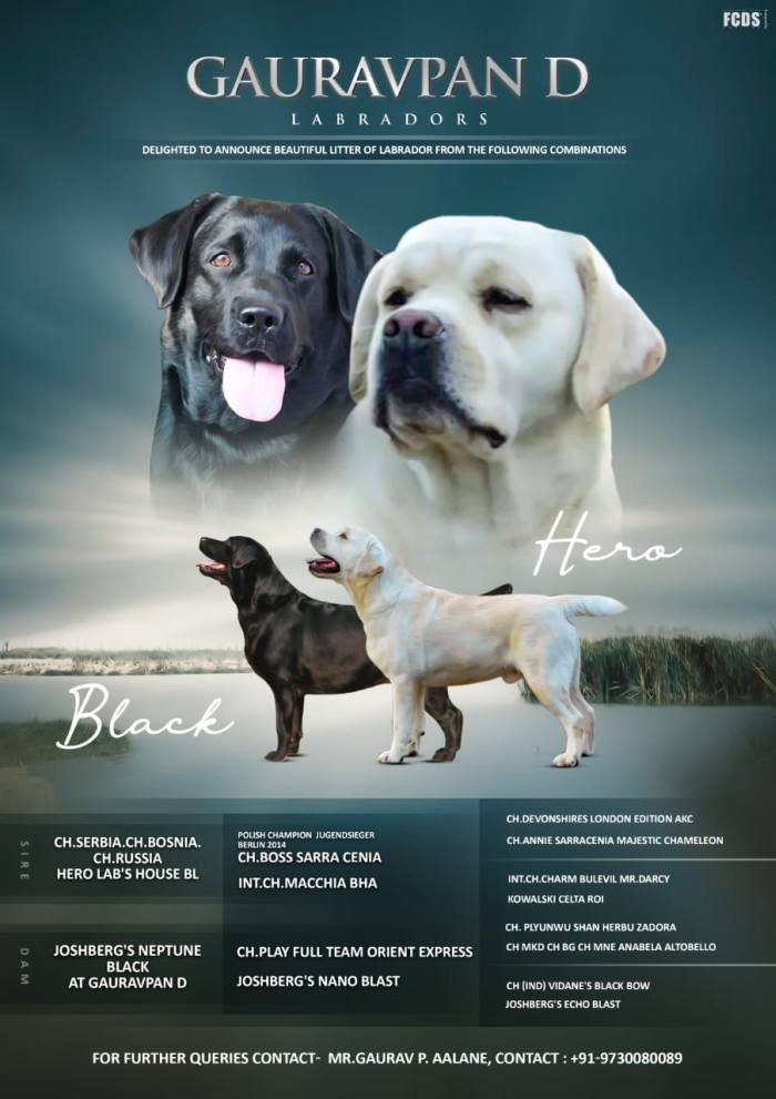 DogsIndia.com - Labrador Retriever - Gauravpan D Labradors