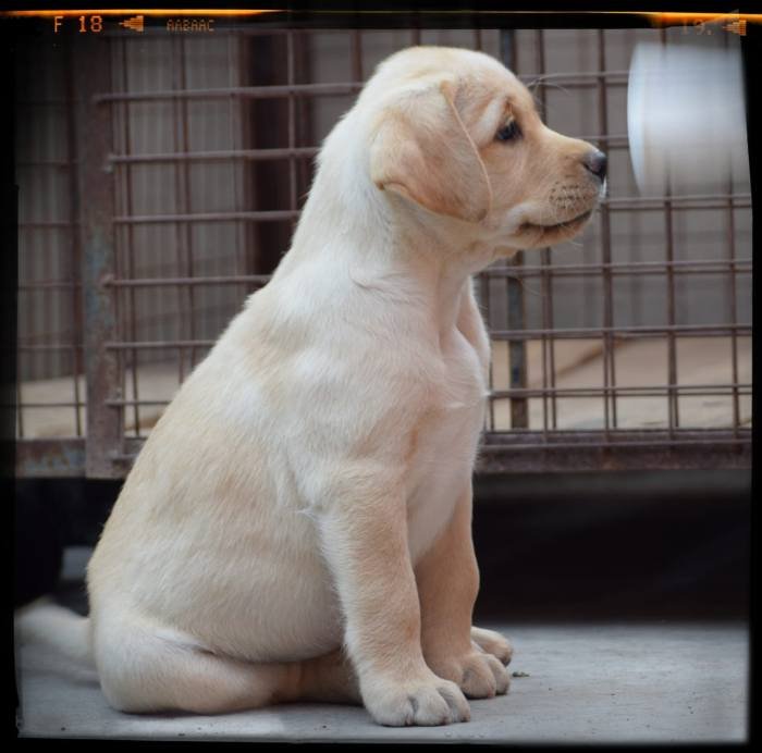DogsIndia.com - Labrador Retriever - Gauravpan D Labradors
