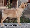DogsIndia.com - Labrador Retriever - Gauravpan D Labradors