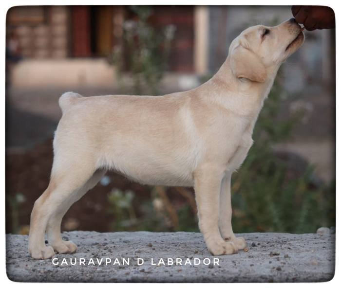 DogsIndia.com - Labrador Retriever - Gauravpan D Labradors