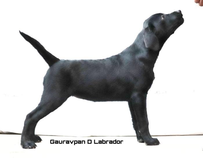DogsIndia.com - Labrador Retriever - Gauravpan D Labradors