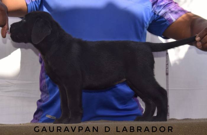DogsIndia.com - Labrador Retriever - Gauravpan D Labradors