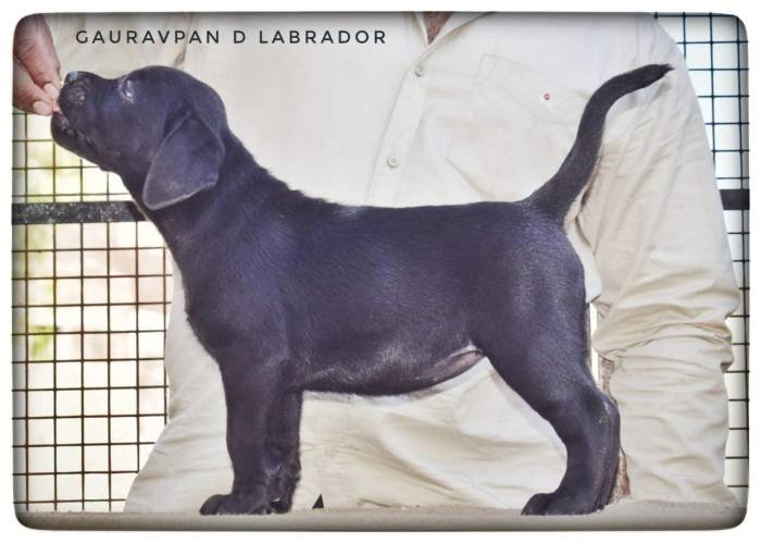 DogsIndia.com - Labrador Retriever - Gauravpan D Labradors