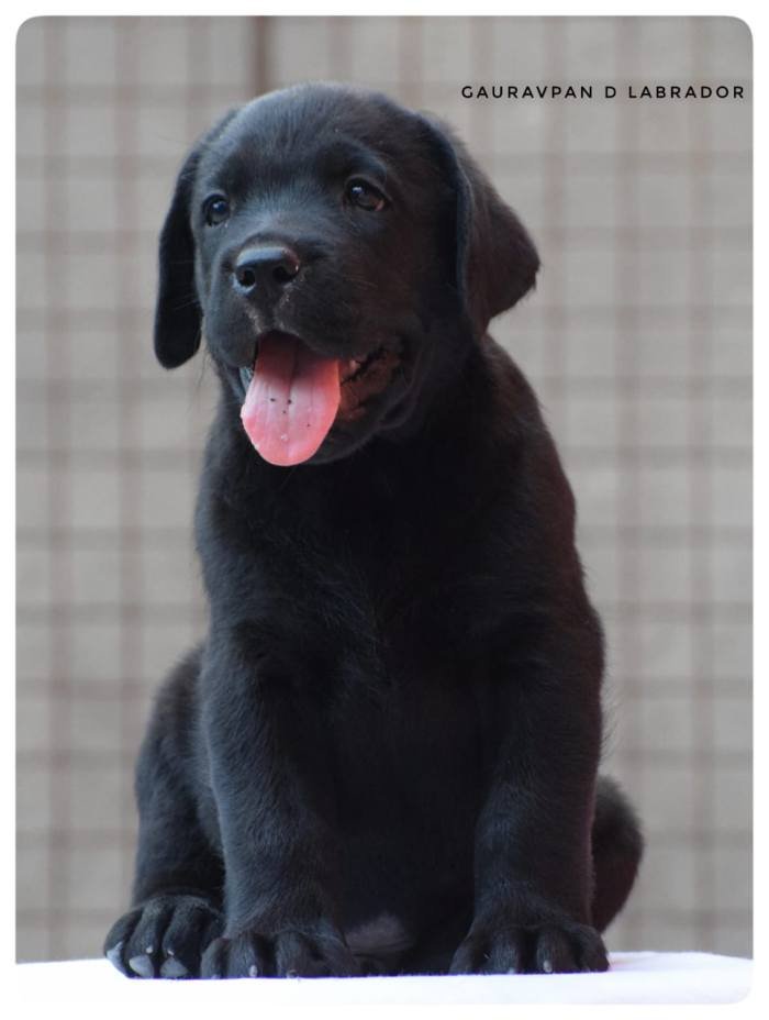 DogsIndia.com - Labrador Retriever - Gauravpan D Labradors