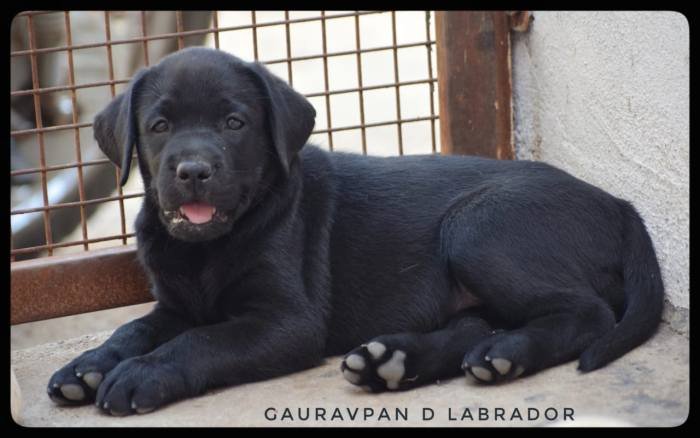 DogsIndia.com - Labrador Retriever - Gauravpan D Labradors