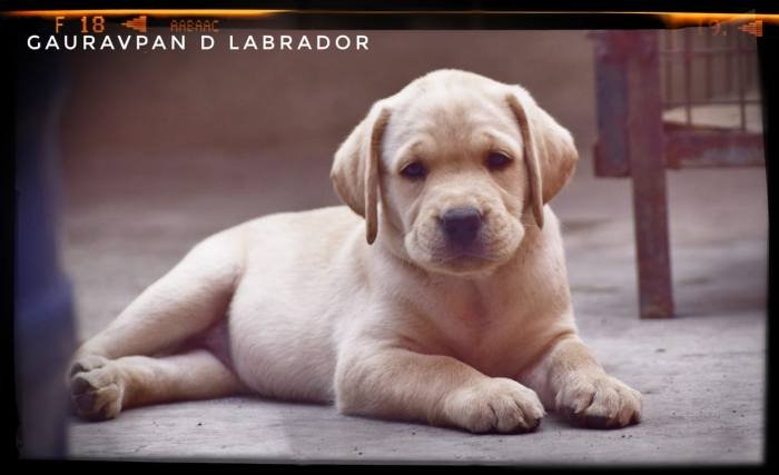 DogsIndia.com - Labrador Retriever - Gauravpan D Labradors
