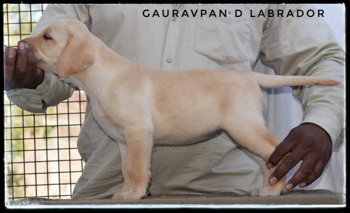 DogsIndia.com - Labrador Retriever - Gauravpan D Labradors