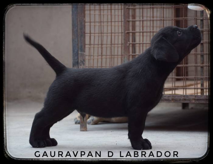 DogsIndia.com - Labrador Retriever - Gauravpan D Labradors