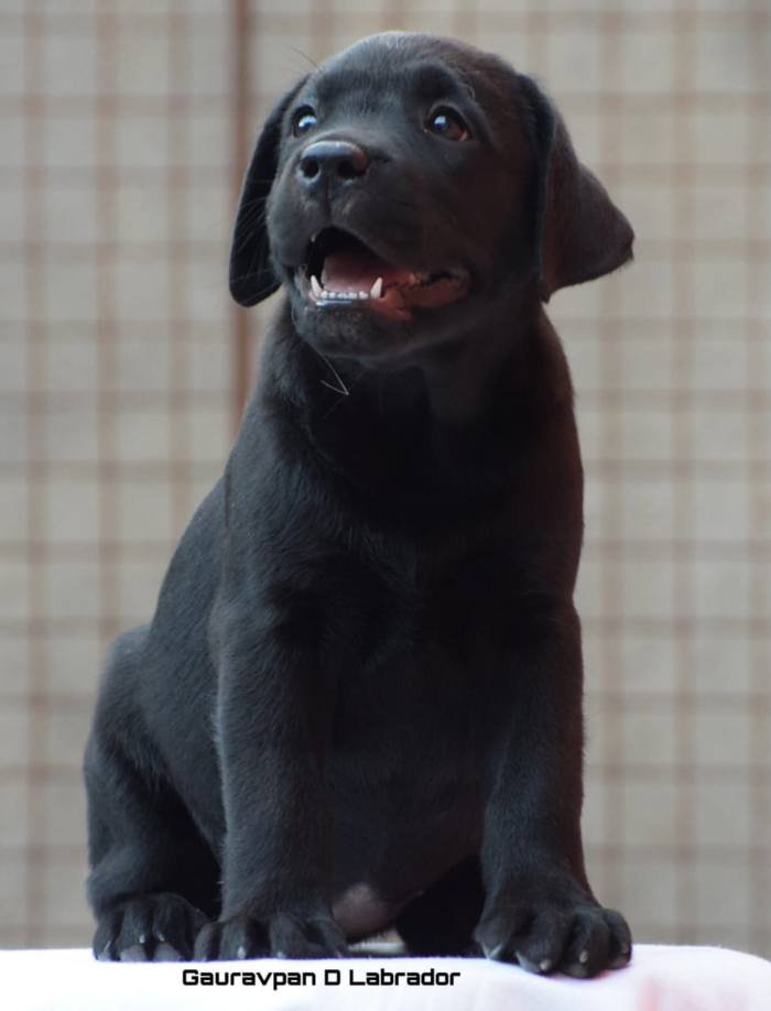 DogsIndia.com - Labrador Retriever - Gauravpan D Labradors