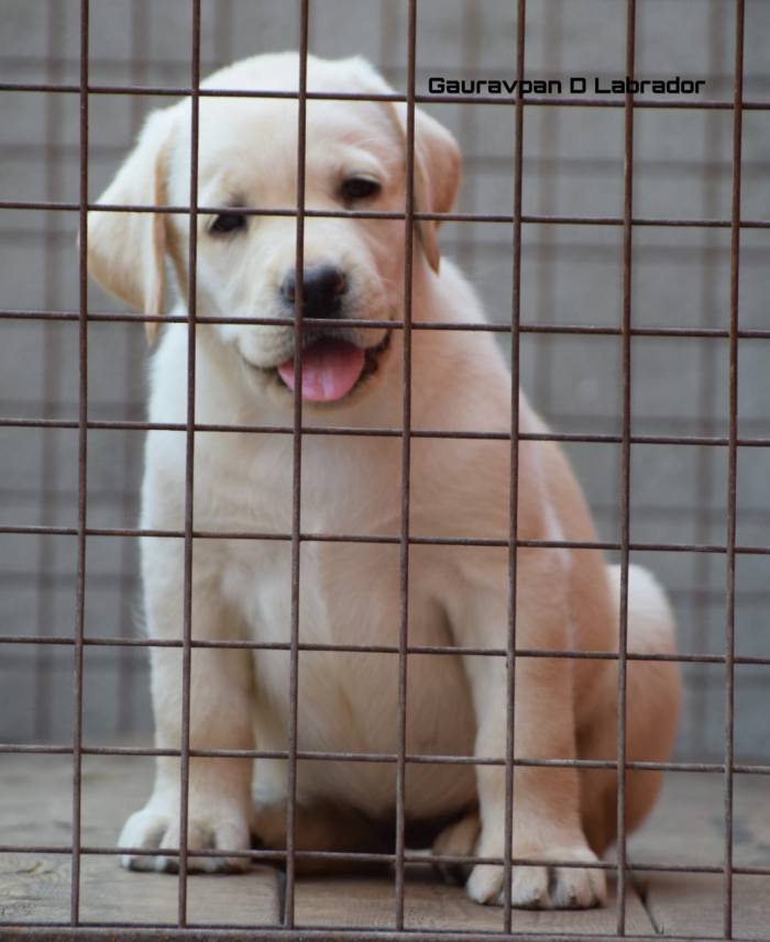 DogsIndia.com - Labrador Retriever - Gauravpan D Labradors