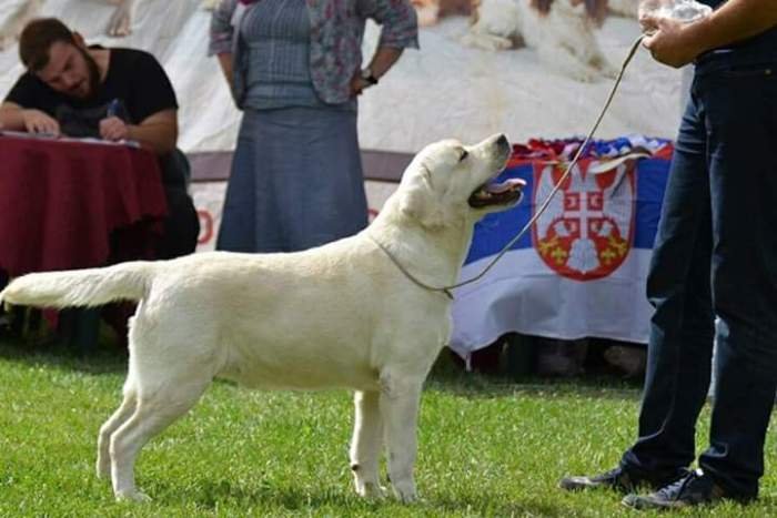 DogsIndia.com - Labrador Retriever - Gauravpan D Labradors