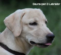 DogsIndia.com - Labrador Retriever - Gauravpan D Labradors