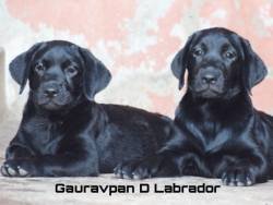 DogsIndia.com - Labrador Retriever - Gauravpan D Labradors