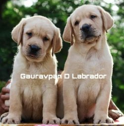 DogsIndia.com - Labrador Retriever - Gauravpan D Labradors