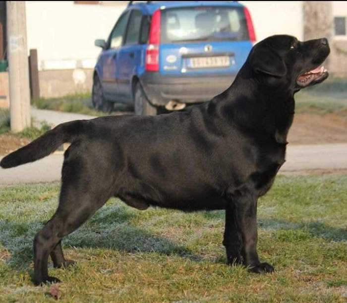 DogsIndia.com - Labrador Retriever - Gauravpan D Labradors