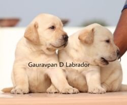 DogsIndia.com - Labrador Retriever - Gauravpan D Labradors