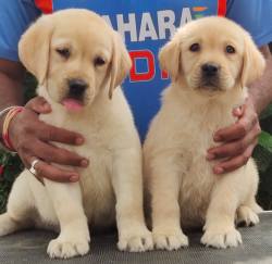 DogsIndia.com - Labrador Retriever - Hayesberg Kennels