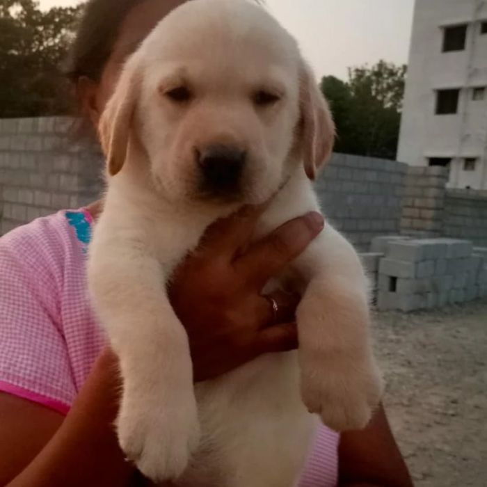 DogsIndia.com - Labrador Retriever - Hayesberg Kennels