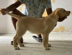 DogsIndia.com - Labrador Retriever - John