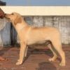 DogsIndia.com - Labrador Retriever - John