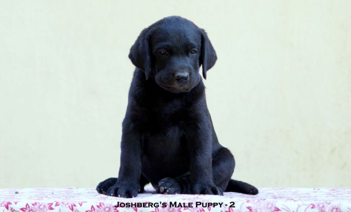 DogsIndia.com - Labrador Retriever - Joshberg Kennels Joshi