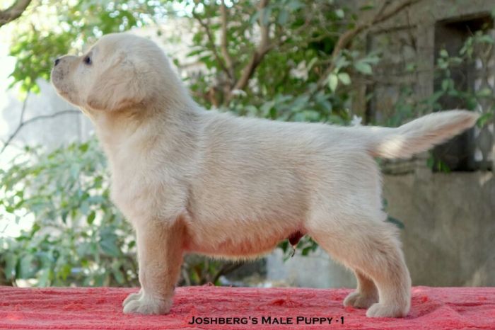 DogsIndia.com - Labrador Retriever - Joshberg Kennels, Joshi