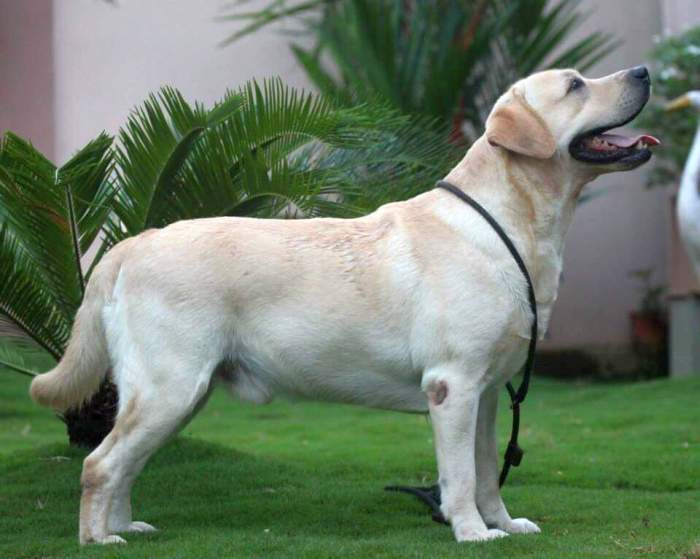 DogsIndia.com - Labrador Retriever - Joshberg Kennels, Joshi