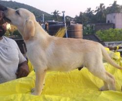 DogsIndia.com - Labrador Retriever - Karthik