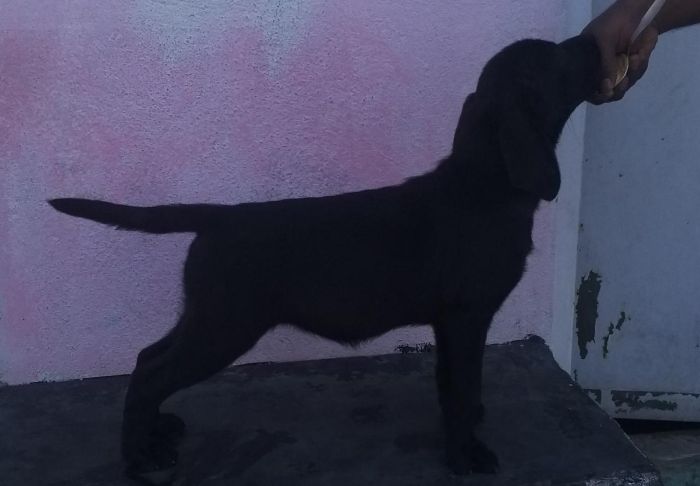 DogsIndia.com - Labrador Retriever - Karthik