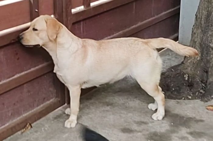 DogsIndia.com - Labrador Retriever - Karthick